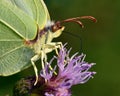 Butterfly Common Brimstone, Gonepteryx rhamni in close-up
