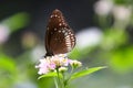 Butterfly - The Common Crow