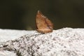 Butterfly The Common Cruiser Vindula erota erota Fabricius