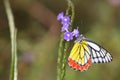 Butterfly, Common Jazebel Delias eucharis - Close-up