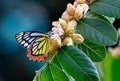 Butterfly Common jezebel or Delias eucharis on pink flowers on dark background