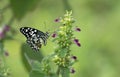 Butterfly of Common Lime Species feeding on Wild Flowers