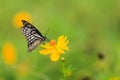 Butterfly, Common Mime (Chilasa clytia)