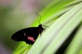 Butterfly, common rose (Pachliopta aristolochiae) Royalty Free Stock Photo