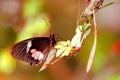 Butterfly, common rose, Pachliopta aristolochiae Royalty Free Stock Photo