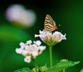 Butterfly Common Silverline Spindasis vulcanus Royalty Free Stock Photo