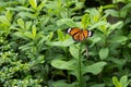 Butterfly Common Tiger or Danaus genutia in Central, Hong Kong island Royalty Free Stock Photo