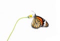 Butterfly (Common Tiger) and flower isolated on white background Royalty Free Stock Photo