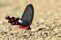 Butterfly (Common Windmill) , Thailand Royalty Free Stock Photo