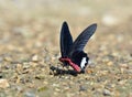 Butterfly (Common Windmill) , Thailand Royalty Free Stock Photo