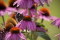 Butterfly on cone flower Royalty Free Stock Photo