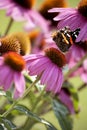 Butterfly on cone flower Royalty Free Stock Photo