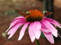 Butterfly on cornflower