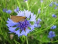 Butterfly on cornflower