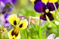 Butterfly cotton bollworm Helicoverpa armigera on pansies