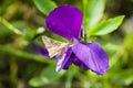 Butterfly cotton bollworm Helicoverpa armigera on pansies