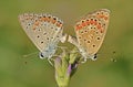 Butterfly couple