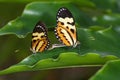 Butterfly couple on leaf
