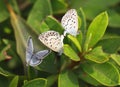 Butterfly Couple mating