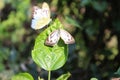 Butterfly couple mating in nature.beautiful stripped Pioneer White or Indian Caper White butterflies intercourse pairing in nature