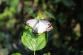 Butterfly couple mating in nature.beautiful stripped Pioneer White or Indian Caper White butterflies intercourse pairing in nature Royalty Free Stock Photo