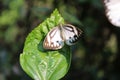 Butterfly couple mating in nature.beautiful stripped Pioneer White or Indian Caper White butterflies intercourse pairing in nature Royalty Free Stock Photo