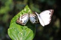 Butterfly couple mating in nature.beautiful stripped Pioneer White or Indian Caper White butterflies intercourse pairing in nature