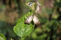 Butterfly couple mating in nature.beautiful stripped Pioneer White or Indian Caper White butterflies intercourse pairing in nature Royalty Free Stock Photo