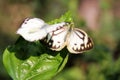 Butterfly couple mating in nature.beautiful stripped Pioneer White or Indian Caper White butterflies intercourse pairing in nature