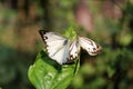 Butterfly couple mating in nature.beautiful stripped Pioneer White or Indian Caper White butterflies intercourse pairing in nature