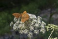 Butterfly couple in summer