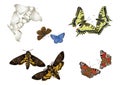 Butterfly couples Royalty Free Stock Photo