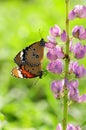Butterfly couples mate on flower Royalty Free Stock Photo