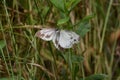 Courtship behavior of `Pieris merete` Royalty Free Stock Photo