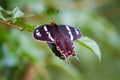 Butterfly, Crimson Rose - Pachliopta hector in kandalama Sri Lanka