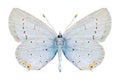Butterfly Cupido argiades (male) (underside)