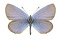 Butterfly Cupido argiades (male)
