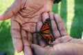 Butterfly cupped in Helping Hands