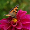 Butterfly on dahlia flower Royalty Free Stock Photo
