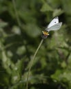 Butterfly Daisy