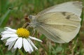 Butterfly on a daisy drinking nectar white wings with yellows