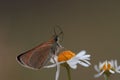butterfly on a daisy flower Royalty Free Stock Photo