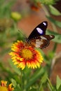 Butterfly Danaid Eggfly on a Firewheel flower with bokeh background Royalty Free Stock Photo