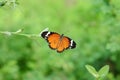 An Orange Butterfly Danaus chrysippus