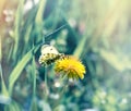 Butterfly on dandelion flower collects nectar and pollen