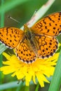 Butterfly on a dandelion, Lepidoptera butterfly on a flower. Royalty Free Stock Photo