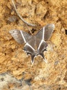 Butterfly dark beauty wild land