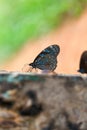 Butterfly Dark blue tiger.