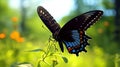 Vibrant Black Butterfly On Green Grass - Nature-inspired Imagery