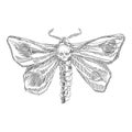 Butterfly dead head sketch from the contour black brush lines different thickness on white background. Vector illustration